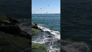 Birds on ocean  1 Mar 24 [upl. by Maddy]