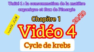 cycle de Krebs  la consommation de la matière organique et flux de lénergie [upl. by Arbrab894]