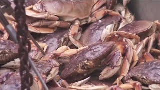 Delayed crab season underway Thursday fishermen hope to cash in on their hard work [upl. by Izmar]