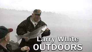 Spottail Minnows  Larry White Outdoors [upl. by Ariajaj]