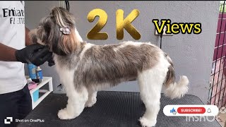 How to Groom a Shih tzu shihtzupuppie pets shihtzu dogbreed smalldogbreed petlover grooming [upl. by Pam711]