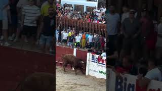 Toro salta la VALLA motivational toros desarrollopersona recortadores viralshorts valencia [upl. by Hazard]