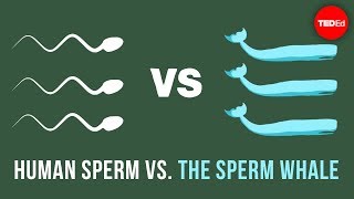 Human sperm vs the sperm whale  Aatish Bhatia [upl. by Alleuqahs]