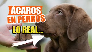 🐶👇SÍNTOMAS y Tratamiento De Los ÁCAROS en PERROS [upl. by Nednil414]