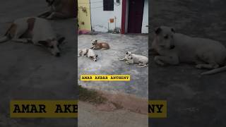 Anhoni ko honi Karde honi Kaun honihindi hindisongdogs dogloverdogshortstrending video [upl. by Yrollam185]