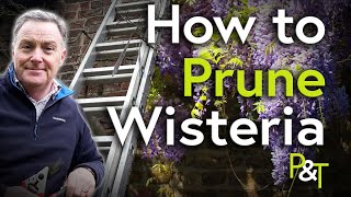 How to Prune Wisteria Now February  Pots amp Trowels [upl. by Aikemot493]