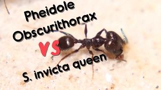 Pheidole obscurithorax VS Solenopsis invicta Queen [upl. by Bondon490]