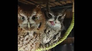 Screech owls say Good Morning [upl. by Ronym]