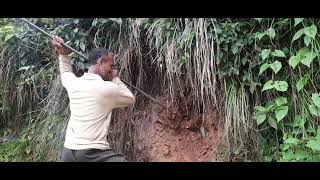 Transferring bees from nature to home village [upl. by Haile]