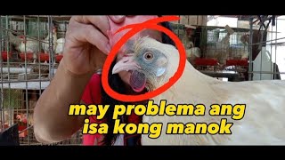 Bakit kaya nangitim ang mukha ng manok [upl. by Nager]