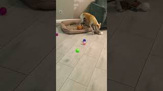 Dogs squeaking toys reverse video [upl. by Watanabe]