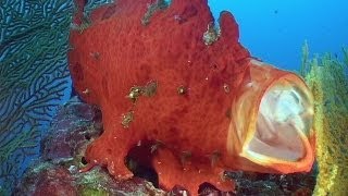 Hiding Camouflage amp Mimicry  Reef Life of the Andaman  Part 16 [upl. by Chi]