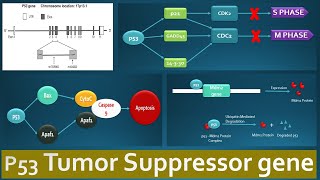 p53 Tumor suppressor and its functions  Role of p53 in various regulatory pathways explained [upl. by Lib]