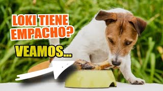 🐶 SIGNOS y SÍNTOMAS de INDIGESTIÓN en PERROS 🧽 Tu Perro Tiene Empacho [upl. by Adnorahs145]