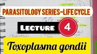 Parasitology SeriesLife cycle  Lecture4  Toxoplasma gondii  Toxoplasmosis [upl. by Ardnaxila]