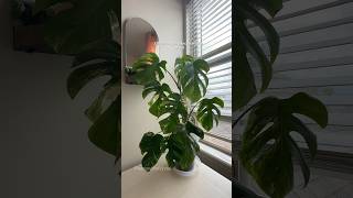 Chopping a monstera albo and where to cut plantpropagation monsteraplant planttips [upl. by Aizahs]