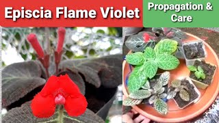 Episcia Flame Violet Propagation amp Care Guide [upl. by Melton]