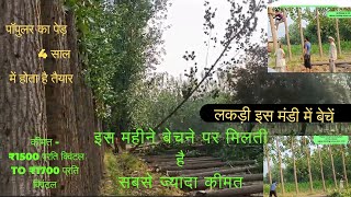 Poplar tree harvesting live video price Rs 1600quintal  Trending Nature [upl. by Annawot]