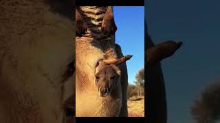 Kangaroo funny video [upl. by Aerehs537]