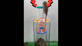 mousetraptp mousecatcher plasticbottle pestcontrol animals pestremoval shortfeed mouse [upl. by Annaeirb]