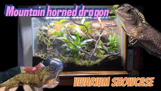 Building a bioactive vivarium for my miniature dragon 🐉 mountain horned lizard remake🐲 [upl. by Caiaphas]