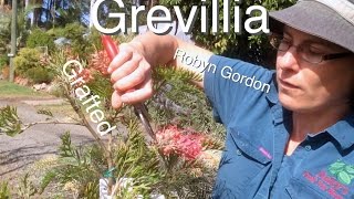 Grafted Grevillea Tree Robyn Gordon  Australian Native Flowering Plants [upl. by Euell]