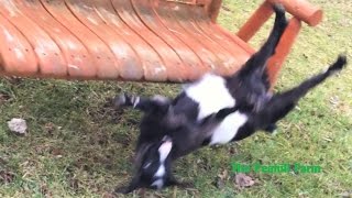 Fainting goat falls off swing [upl. by Jeb802]