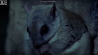 David Attenborough Talks About The Flying Squirrel  BBC Earth [upl. by Ahsya]