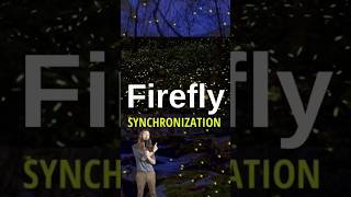 These Fireflies Flash IN SYNC shorts nature [upl. by Anoniw]