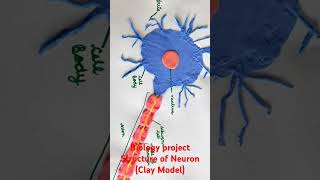 Biology Project Structure of Neuron  clay model [upl. by Olegnalehcim230]