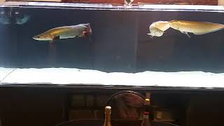 FEEDING ARAPIMA BLACK AROWANA SILVER AROWANA 400 gallon [upl. by Aurita]