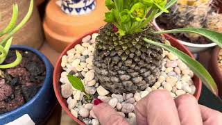 Theres even a seedling ᠃ ⚘᠂ ⚘🍃🌱 Euphorbia bupleurifolia “Pine Cone Plant” 🍍🌱 [upl. by Dolphin673]