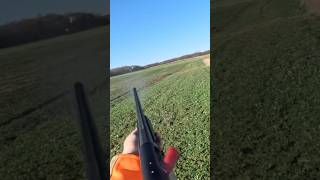 2024 Illinois Pheasant Hunting Opener hunting uplander dog shorts [upl. by Eussoj]