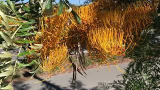 Grevillea robusta Silky oak [upl. by Bristow]