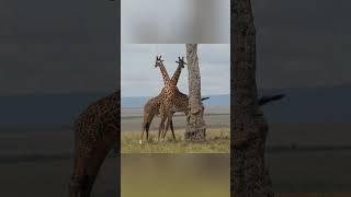 long necks fight  animal wildlife [upl. by Anikal]