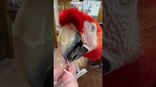 Person is preening their Macaw Parrot [upl. by Haakon]