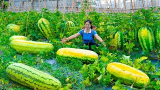 Harvesting Melon Goes To Market Sell  Cooking And Gardening  Lý Hương Song [upl. by Hgieloj511]