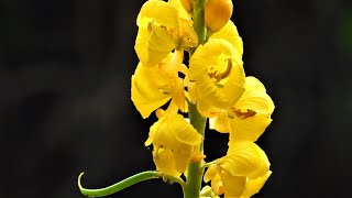 Wildflowers Senna alata candle bush [upl. by Yeh330]