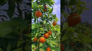 orangefruit orange fruitharvest fruit orchard [upl. by Anytsirhc638]