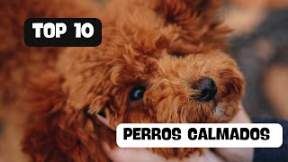 TOP 10 Razas de PERROS Más TRANQUILOS para el Hogar 🐾  Lamidos y Latidosquot [upl. by Colston]