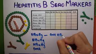 hepatitis B Serology explained [upl. by Innavoj543]