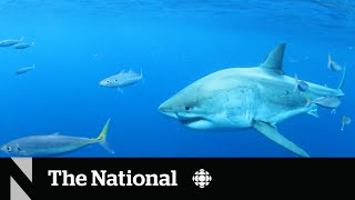 Shark watchers off Nova Scotia are going to need a bigger boat [upl. by Ahseyd]