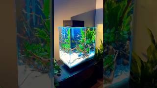 Fluval Edge 46 Aquarium [upl. by Dailey]