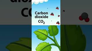 Photosynthesis ka Live Practical photosynthesis [upl. by Dorris]