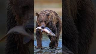 Wild Grizzly Bears Catching Salmon  Amazing Wildlife  bear wildlife animals viral shorts [upl. by Murage655]