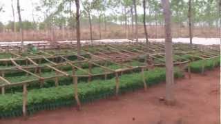 Visit Better Globe Mukau nursery  Kiambere Kenya 2011 melia volkensii [upl. by Idur]