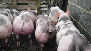 Pedigree pietrain pigs for sale uk [upl. by Rikki229]