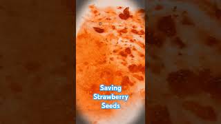 Saving Strawberry Seeds for Next Planting [upl. by Yellehs]