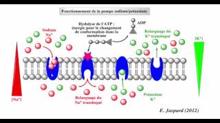 فيديو جديد و مميز  النقل النشيط le transport actif الجزء الاول [upl. by Emmi969]