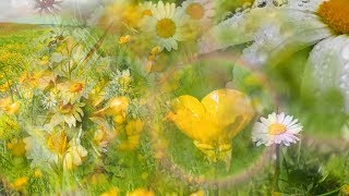 Buttercups and Daisies by Rebecca Tripp Remastered [upl. by Suhcnip96]